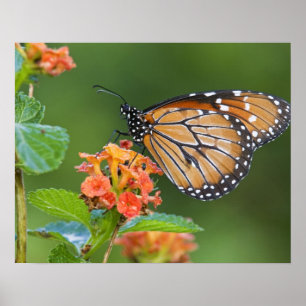 Poster Soldier (Danaus eresimus) butterfly feeding