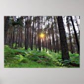 Poster Soleil à travers la forêt (Devant)