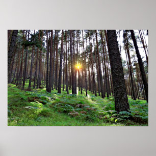 Poster Soleil à travers la forêt
