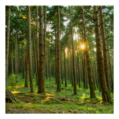 Poster Soleil à travers les arbres (Devant)