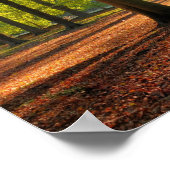 Poster Soleil d'automne dans la forêt (Coin)