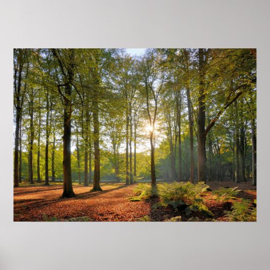 Poster Soleil d'automne dans la forêt (Devant)