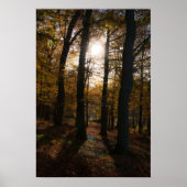 Poster Soleil forestier (Devant)