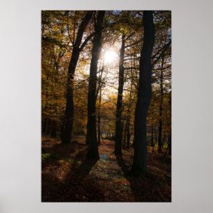 Poster Soleil forestier