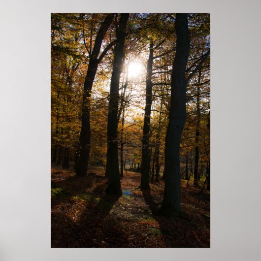 Poster Soleil forestier (Devant)