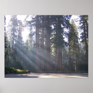 Poster Soleil matinal au Grant Tree général