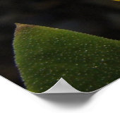 Poster Soleil sur une marguerite jaune (Coin)