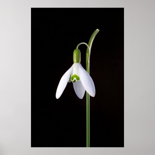 Poster Solo Perinfection (Devant)