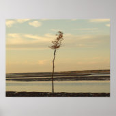 Poster Solo Tree sur Cape Cod Beach Photo (Devant)
