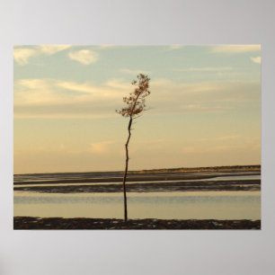 Poster Solo Tree sur Cape Cod Beach Photo