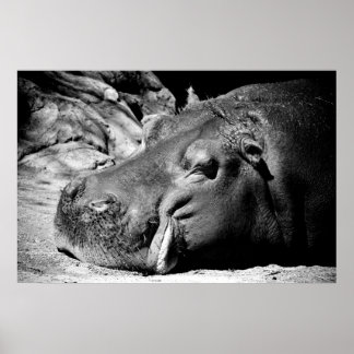 Poster Sommeil