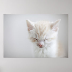 Poster Sommeil blanc de chaton