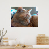 Poster Sommeil de chat douillet (Cuisine)