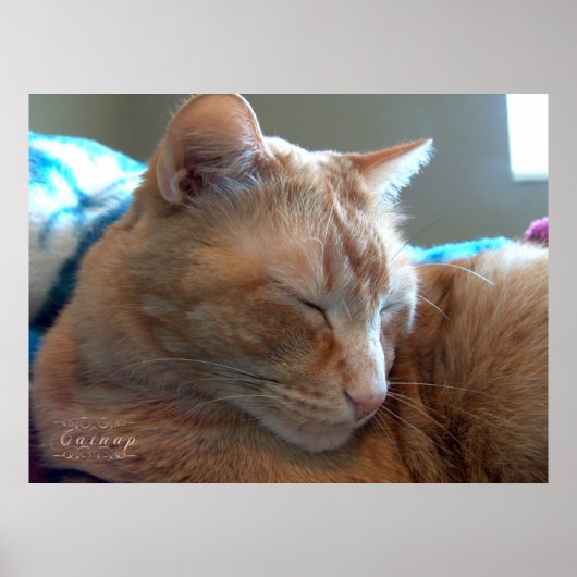Poster Sommeil de chat douillet (Devant)