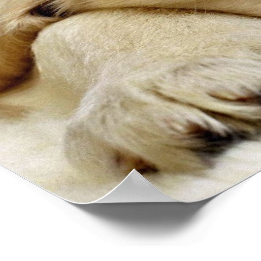 Poster Sommeil de chiot (Coin)