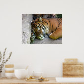 Poster Sommeil de tigre (Cuisine)