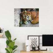 Poster Sommeil de tigre (Bureau à domicile)