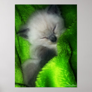 Poster Sommeil Kitty