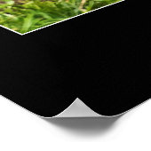 Poster Sommeil petit singe (Coin)