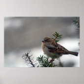 Poster Son oeil est sur le Bruant (Devant)