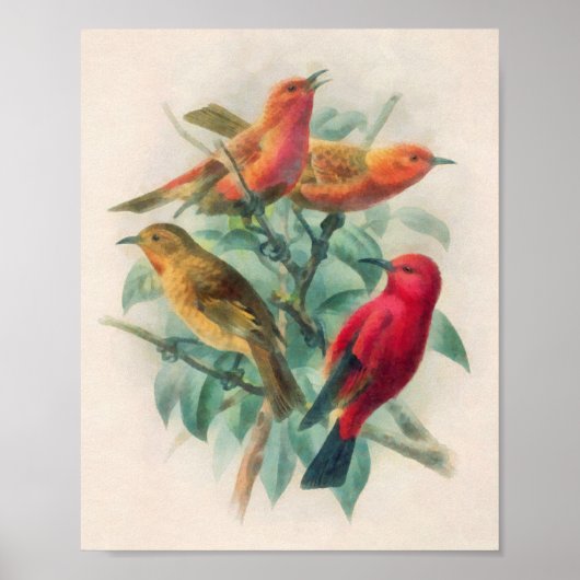 Poster Songbirds colorés et Feuilles verts (Devant)