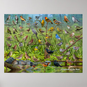 Poster Songbirds de l'Ouest