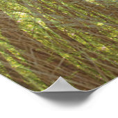 Poster Songs of the Forest (Coin)