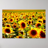 Poster Sonnenblumenfeld (Devant)