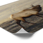 Poster Sonneur d'élan mâle E40 (Coin)