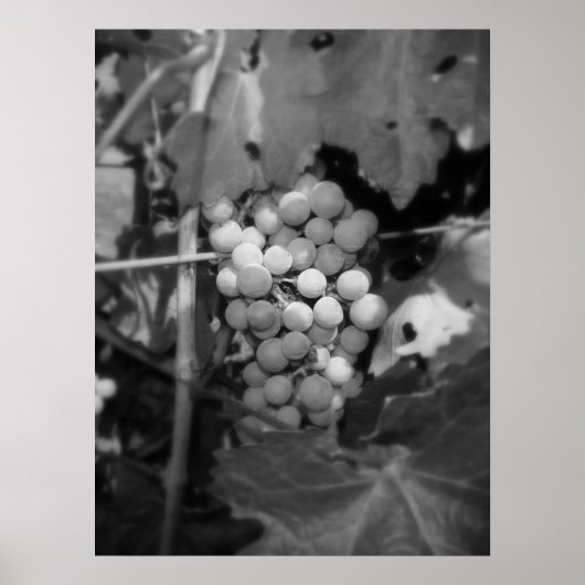 Poster Sonoma (Devant)