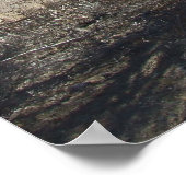 poster Sonoran Desert Scene 05 (Coin)