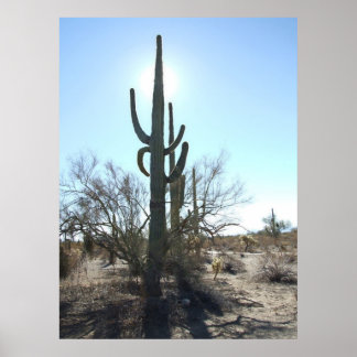 poster Sonoran Desert Scene 05