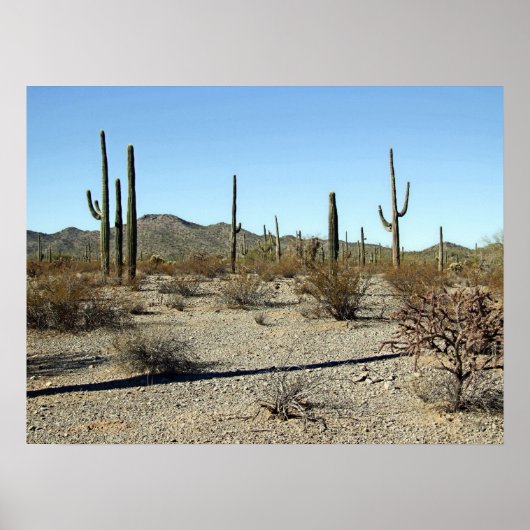Poster Sonoran Desert Scene 16 (Devant)