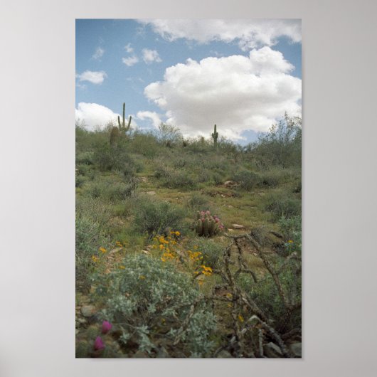 Poster Sonoran Desert Spring Symphonie Art Imprimer Affic (Devant)