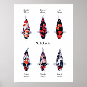 Poster soort Japanse koi karper: Showa