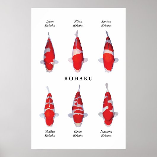 Poster soorten Japanse koi vis: Kohaku (Voorkant)