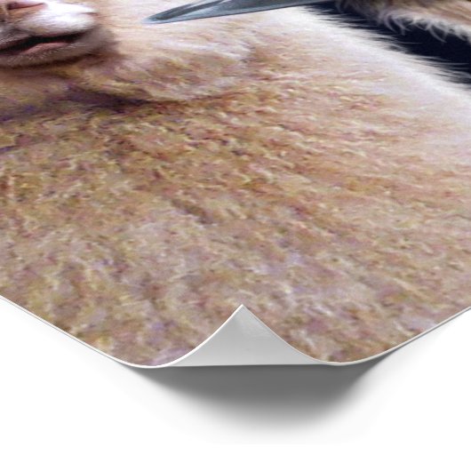 Poster Sorcières d'Alpaca (Coin)