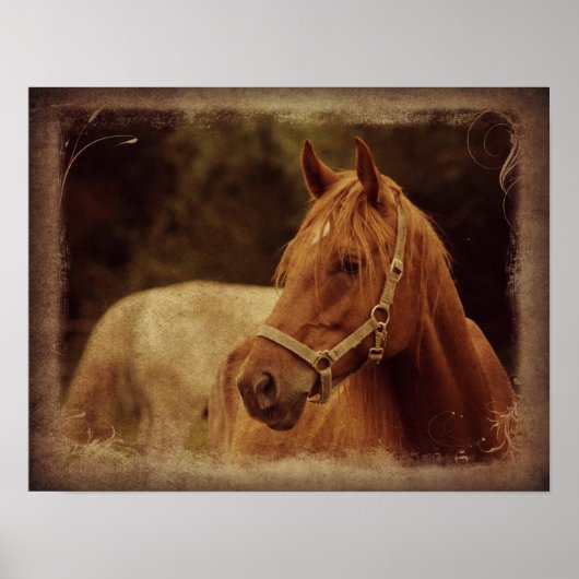 Poster Sorrel Horse (Devant)