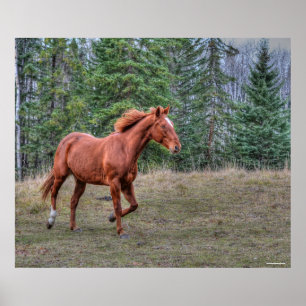 Poster Sorrel Leader Mare Amateurs de chevaux Equine Phot