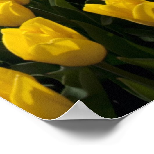 Poster Sortie Dans Les Champs Tulip (Coin)