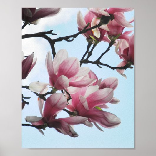 Poster Soucoupe Magnolia Tulipe Arbre Rose Fleurs blanche (Devant)