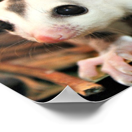 Poster Sougar Glider (Coin)