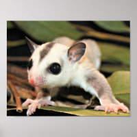 Sougar Glider