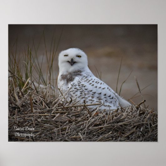 Poster souriant Snowy Owl (Devant)