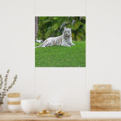 Poster souriant Tigre blanc et Palmiers (Cuisine)