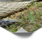 Poster Sourire Alligator Penser de vous me fait sourire (Coin)