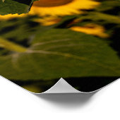 Poster Sourire aux tournesols (Coin)