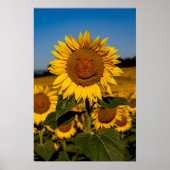 Poster Sourire aux tournesols (Devant)