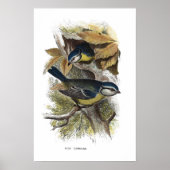 Poster Souris bleu, (Devant)