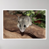 Poster Souris Mignonne, Gris (Devant)